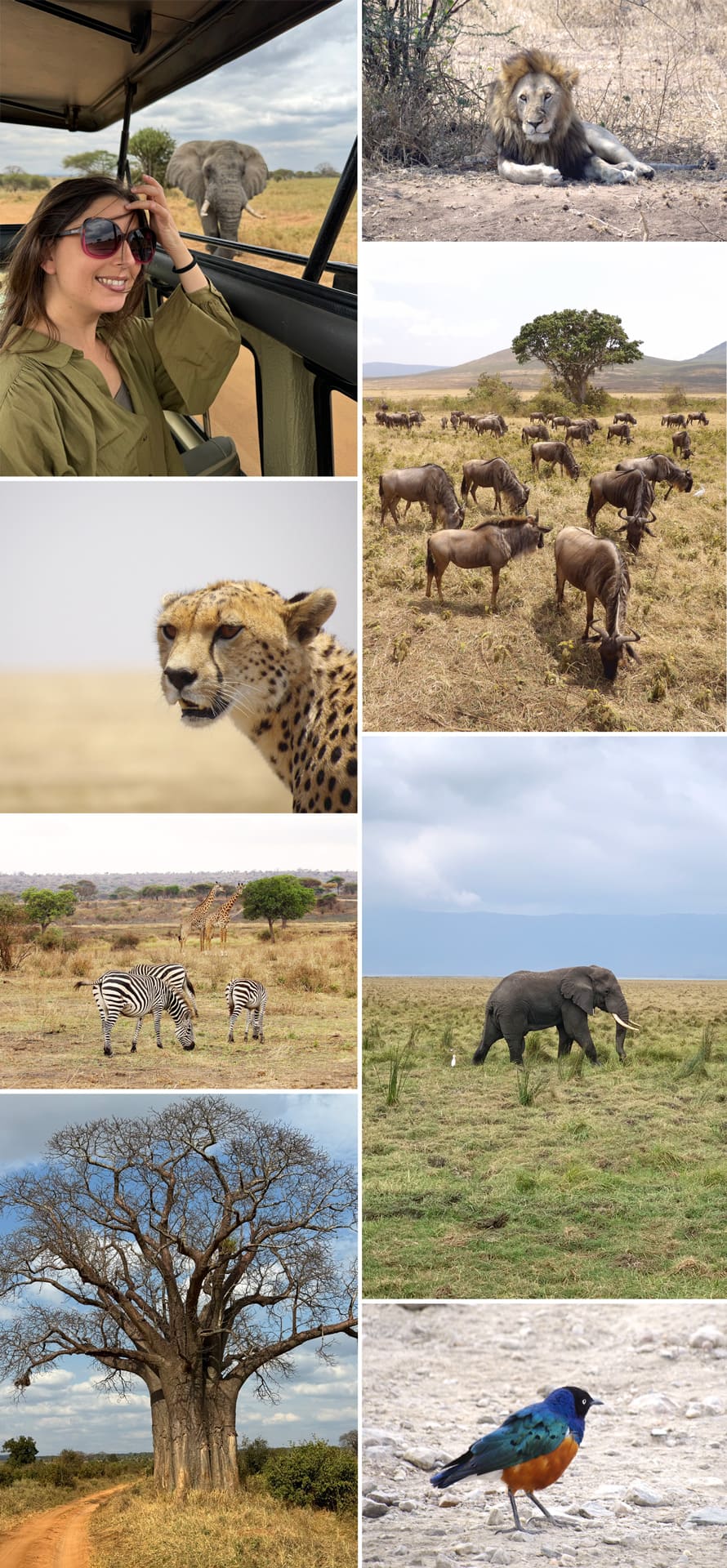 Safari in Tanzania